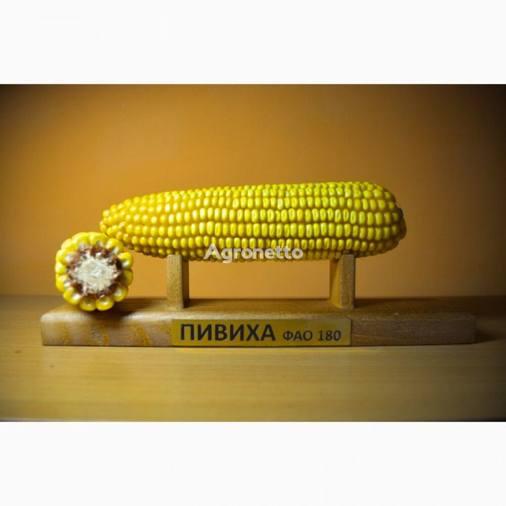Семена кукурузы Пивиха, ФАО 190, урожай - 2021 год
